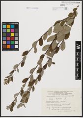 Foto von Salix aurita L.